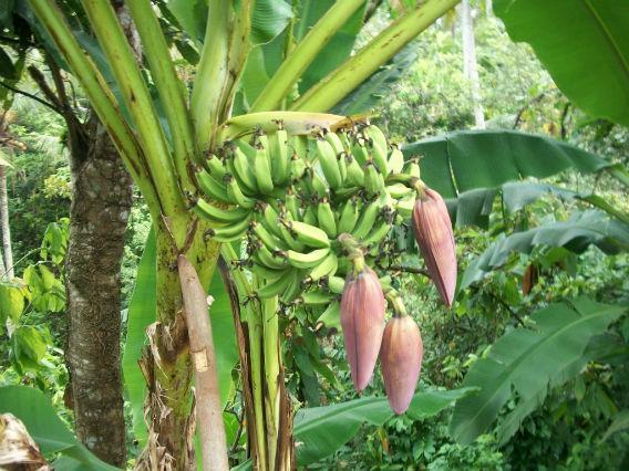 http://cdn.idntimes.com/content-images/post/20150826/pohon_pisang (1).jpg
